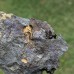 Lichenoides priscus
